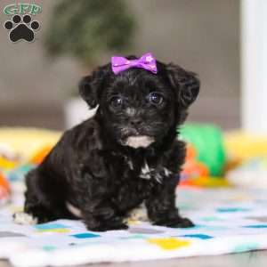 Allie, Yorkie Poo Puppy